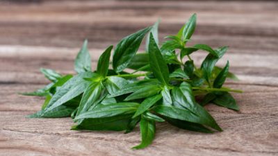 Daun sambiloto