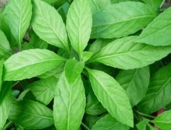 7 Manfaat Daun Sambung Nyawa untuk Kesehatan Tubuh
