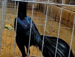 Ternak Ayam Jago, Cuan Menggelegar! Fery Situbondo Panen Puluhan Juta dari Petarung Berbulu