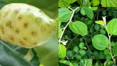 Ramuan Tradisional Bali untuk Saraf Kejepit, Stroke, dan Keluhan Fisik Lainnya