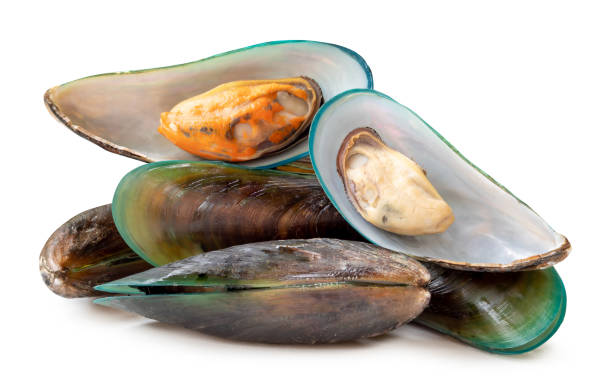 Kerang Hijau