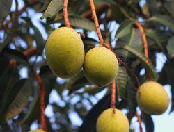 Buah Limus: Manfaat, Nutrisi, dan Cara Menikmatinya