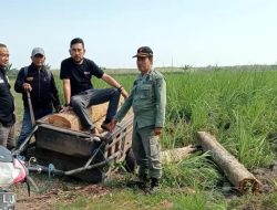Polhutmob Perhutani KPH Banyuwangi Selatan Amankan Kayu Jati Ilegal di Siliragung