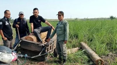 Polhutmob Perhutani KPH Banyuwangi Selatan Amankan Kayu Jati Ilegal di Siliragung