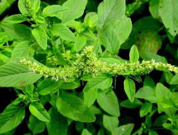 Manfaat Bayam Duri untuk Kesehatan Tubuh