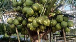 Jih Lilur dan Rencana Besar Menjadikan Kangean Kota Produksi Kelapa Tertinggi di Dunia