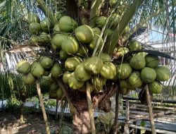 Jih Lilur dan Rencana Besar Menjadikan Kangean Kota Produksi Kelapa Tertinggi di Dunia