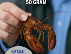 Balad Grup Usulkan Penghentian Ekspor Benih Bening Lobster, Ganti dengan Ekspor Lobster 50 Gram