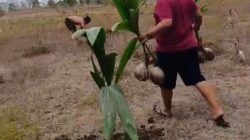 Jih Lilur dan Rencana Besar Menjadikan Kangean Kota Produksi Kelapa Tertinggi di Dunia