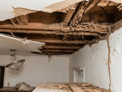 Mengapa Rayap Merusak Rumah Anda? Memahami Biologi Sang “Silent Killer”