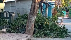 Polemik Sampah Ranting Mangga di Mimbaan Situbondo, Didik Gondrong dan DLH Beri Klarifikasi
